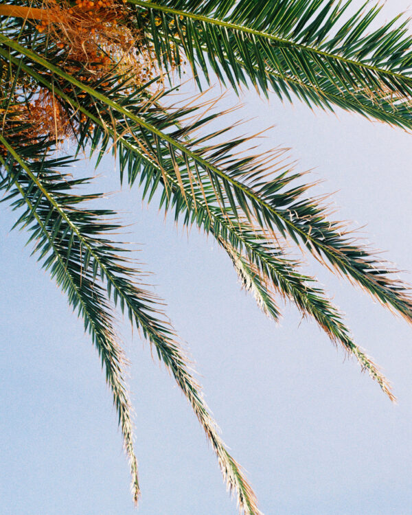 Print - Palm